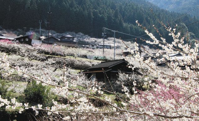 梅の花に埋まる集落 新城 川売地区で見頃 中日新聞web