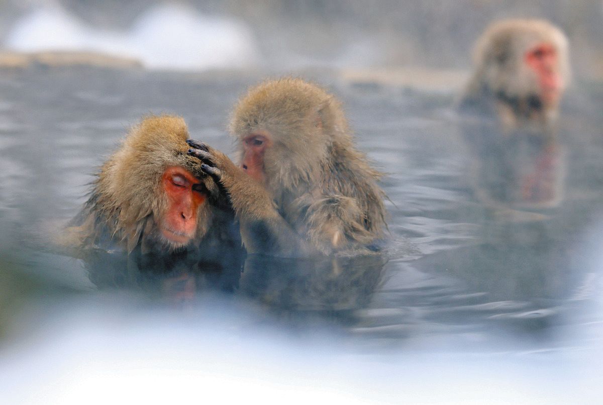 写真たくさん】あの人に似た一匹がいるかも？ 長野・地獄谷に「スノー