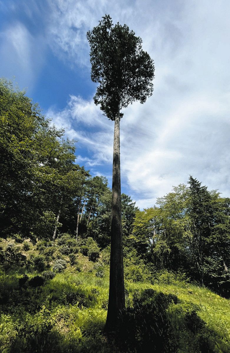 大木の切り倒し見学や丸太切り体験 9月14日、塩尻で森のフェスティバル：中日新聞Web