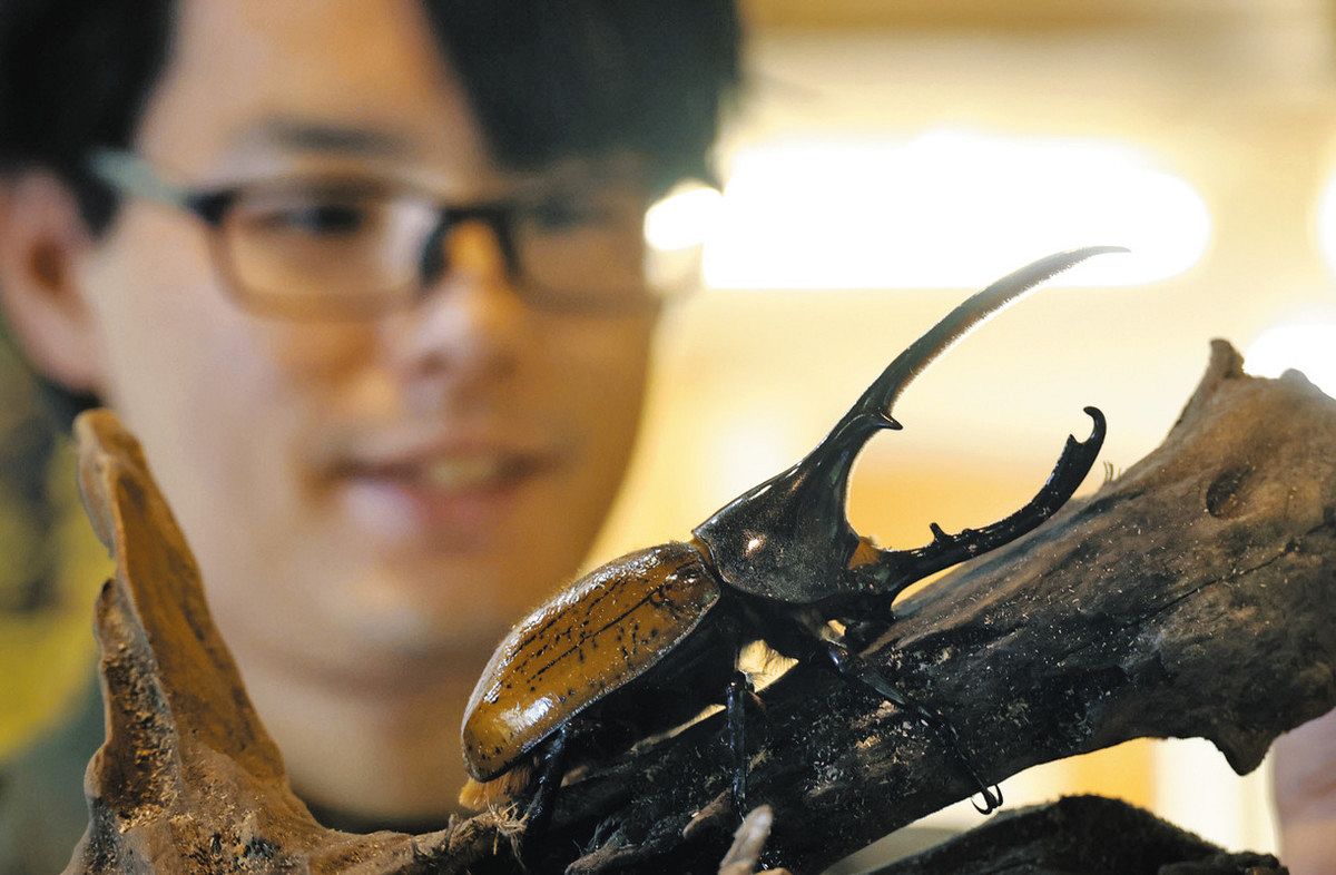 ヘラクレスオオカブトって大きいな 静岡県磐田市で世界のカブト