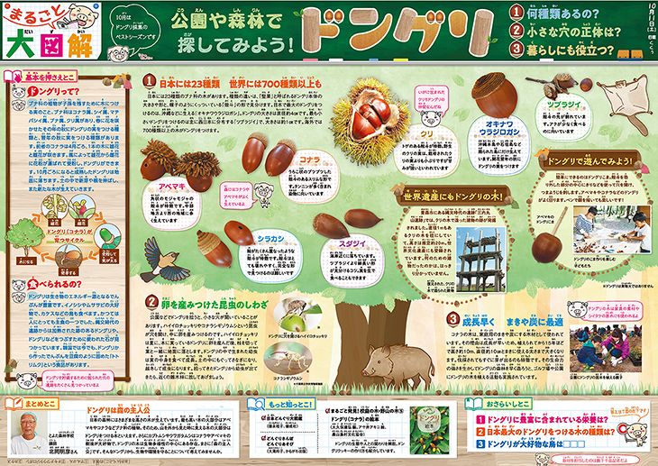まるごと大図解 ＜ドングリ＞10月11日：中日新聞Web