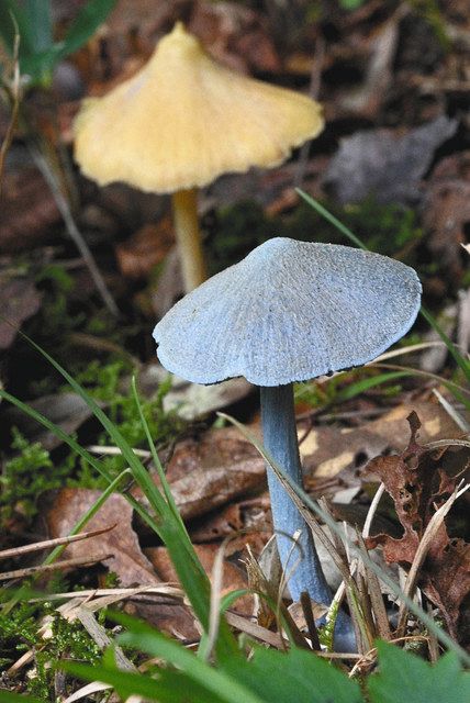 水色のキノコ見つけた！ 豊田・鞍ケ池公園：中日新聞Web