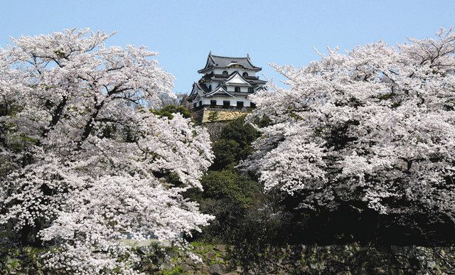 満開の桜に誘われて 彦根と東近江 中日新聞web