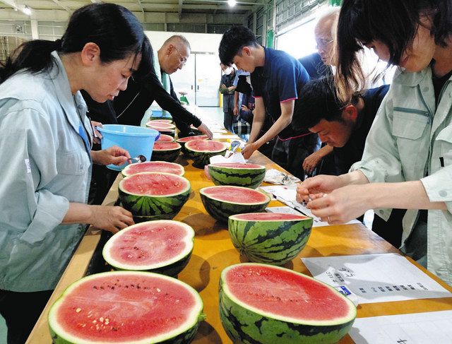 能登すいか もうすぐ ７日初出荷「例年通りおいしく」：北陸中日新聞Web