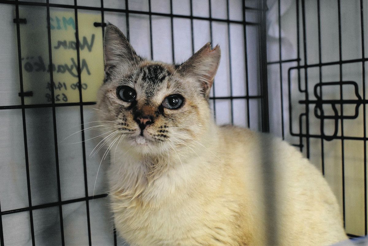 野良猫の繁殖、TNRで抑制 津の慈善団体が26匹に処置：中日新聞Web