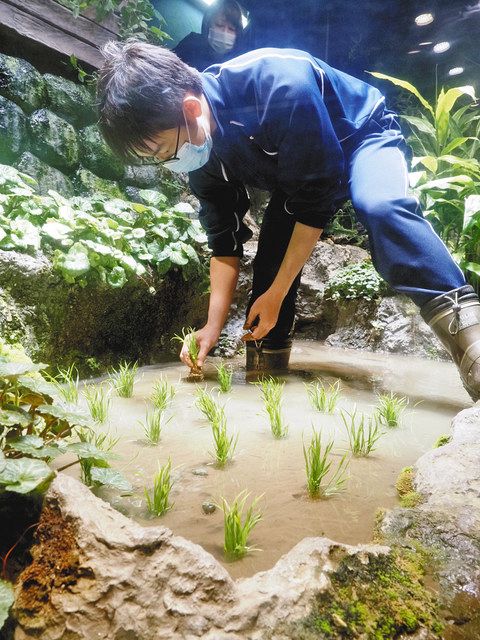 魚津水族館内に稲実れ 滑川高科学部員が田植え 北陸中日新聞web