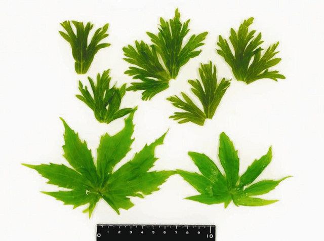 富山 誤って料理にトリカブト 八尾町の飲食店 ２人 救急搬送 北陸中日新聞web