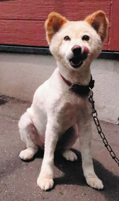 看板犬 もふ が夏の衣替え 鈴鹿の餅菓子店 中日新聞web