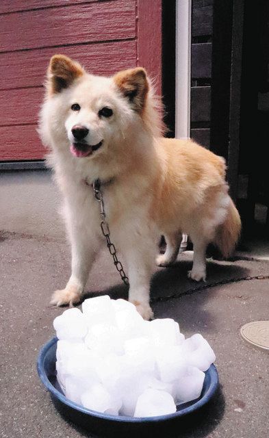 看板犬 もふ が夏の衣替え 鈴鹿の餅菓子店 中日新聞web