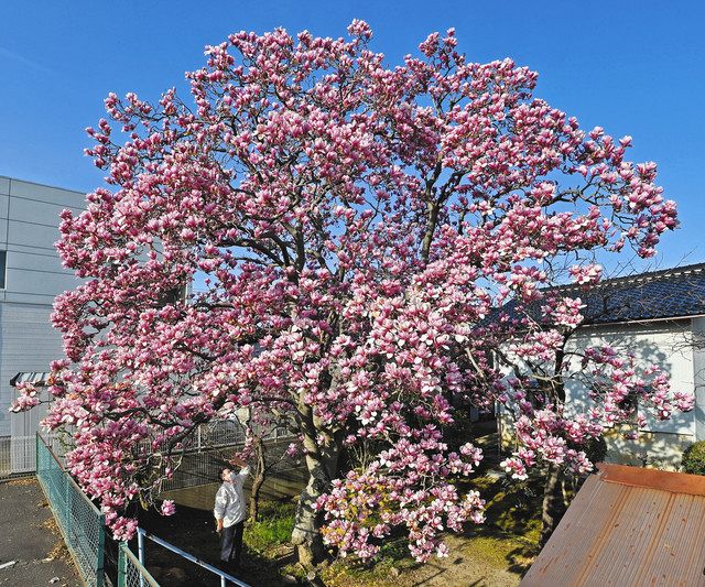 樹齢70年 モクレン満開 西念・南部さん方で見頃：北陸中日新聞Web