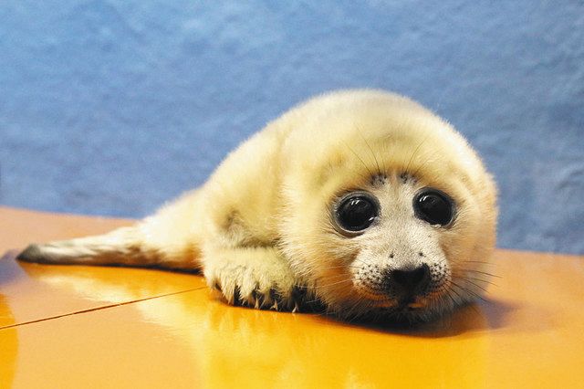 今年のニュース 記者が振り返る 伊勢志摩地域 中日新聞web