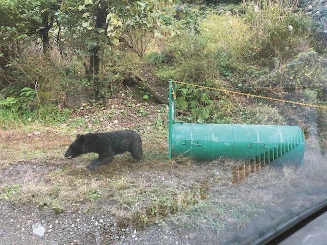 捕獲のクマ 山中に放す 大野市が公開 中日新聞web