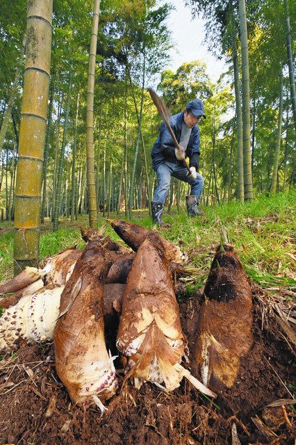 タケノコ山 千葉県最大の産地 タケノコ出荷中 | JAいすみ