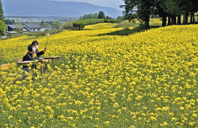 幸せの黄色いじゅうたん広がる 安曇野でナノハナ見頃 中日新聞web