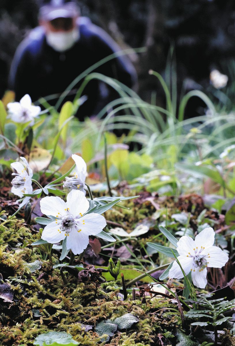 セツブンソウ見頃 はままつフラワーパーク：中日新聞しずおかWeb