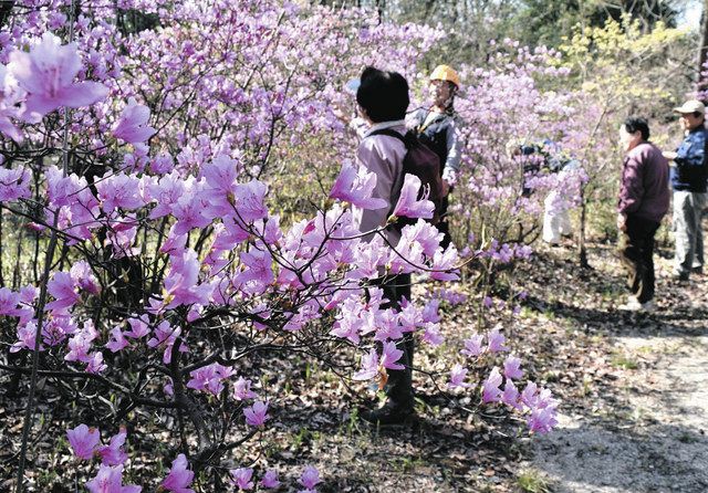市民が守る里山の自生ツツジ 日進・北高上緑地で4月1日から観賞会