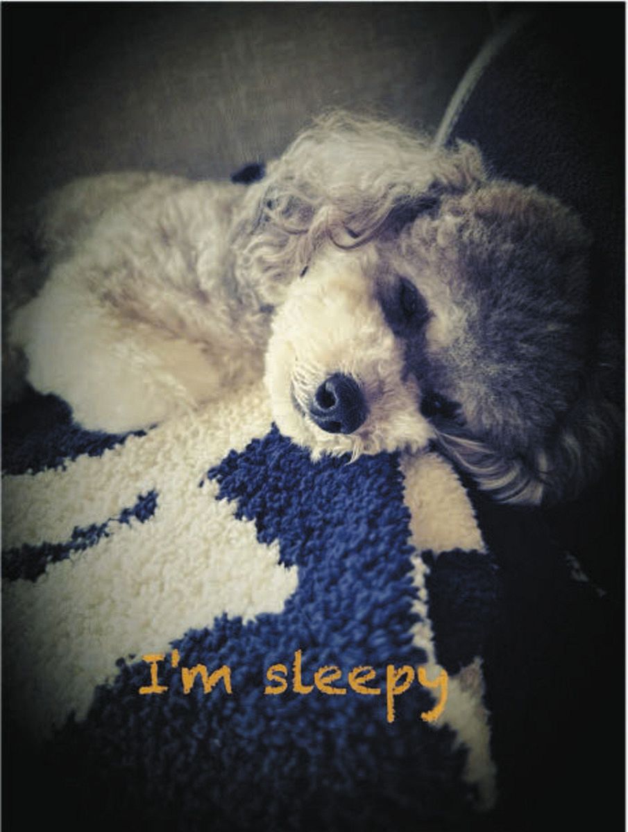 ◇「See you again」吉瀬美智子、愛犬ショット【写真複数】：中日