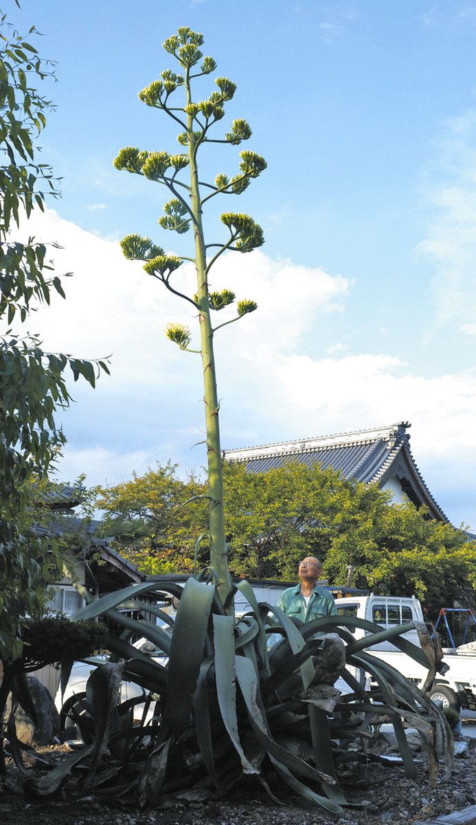 育てて半世紀、リュウゼツラン咲く 長浜の宮村さん方：中日新聞Web