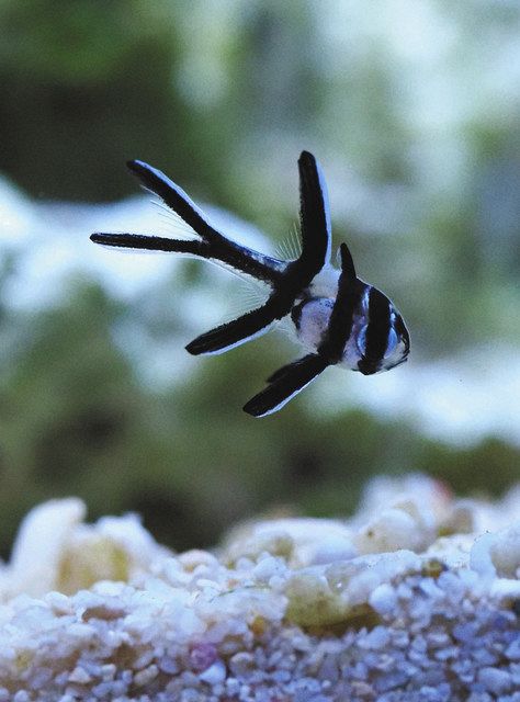 雄から生まれたプテラポゴン・カウデルニィの稚魚＝魚津市の魚津水族館で 