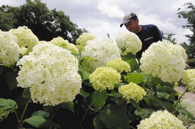 アジサイ１０００株 津の赤塚ガーデン開業 中日新聞web