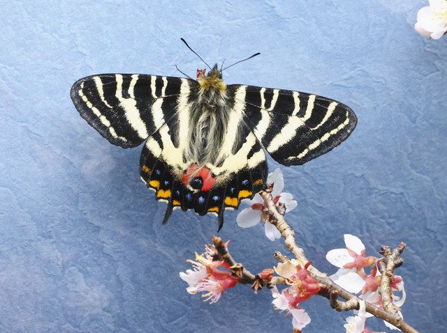 春到来「ギフチョウ」羽化 岐阜・名和昆虫博物館：中日新聞Web