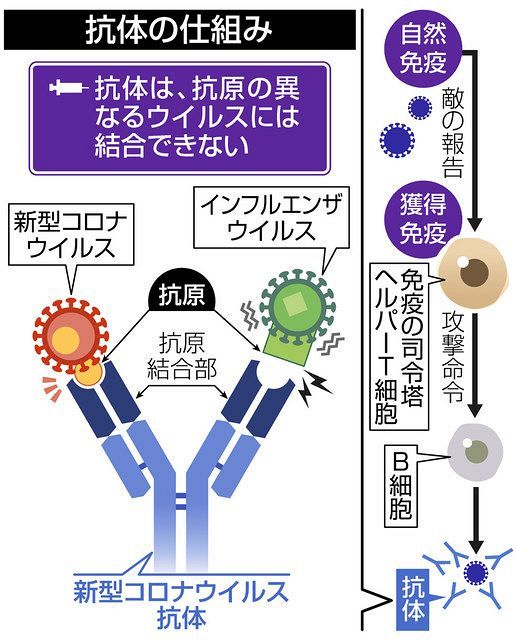 ウイルス学講座 ６ 免疫の仕組み 二段構えで攻撃 排除 中日新聞しずおかweb