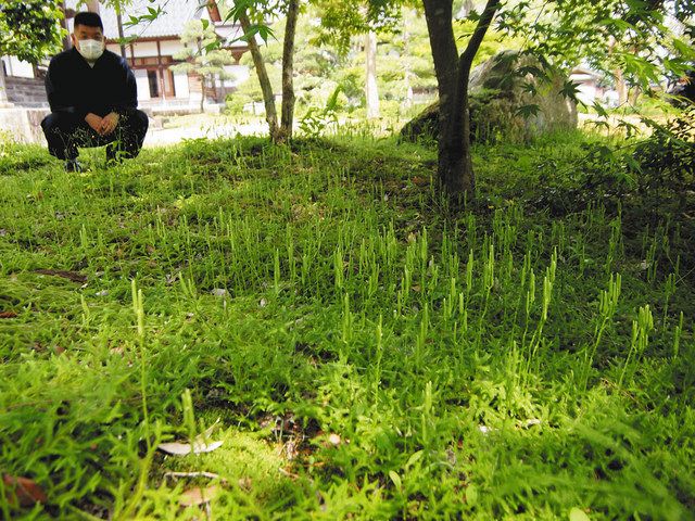 中能登の乗念寺に「ヒカゲノカズラ」 どんどん生える 縁起物：北陸中日