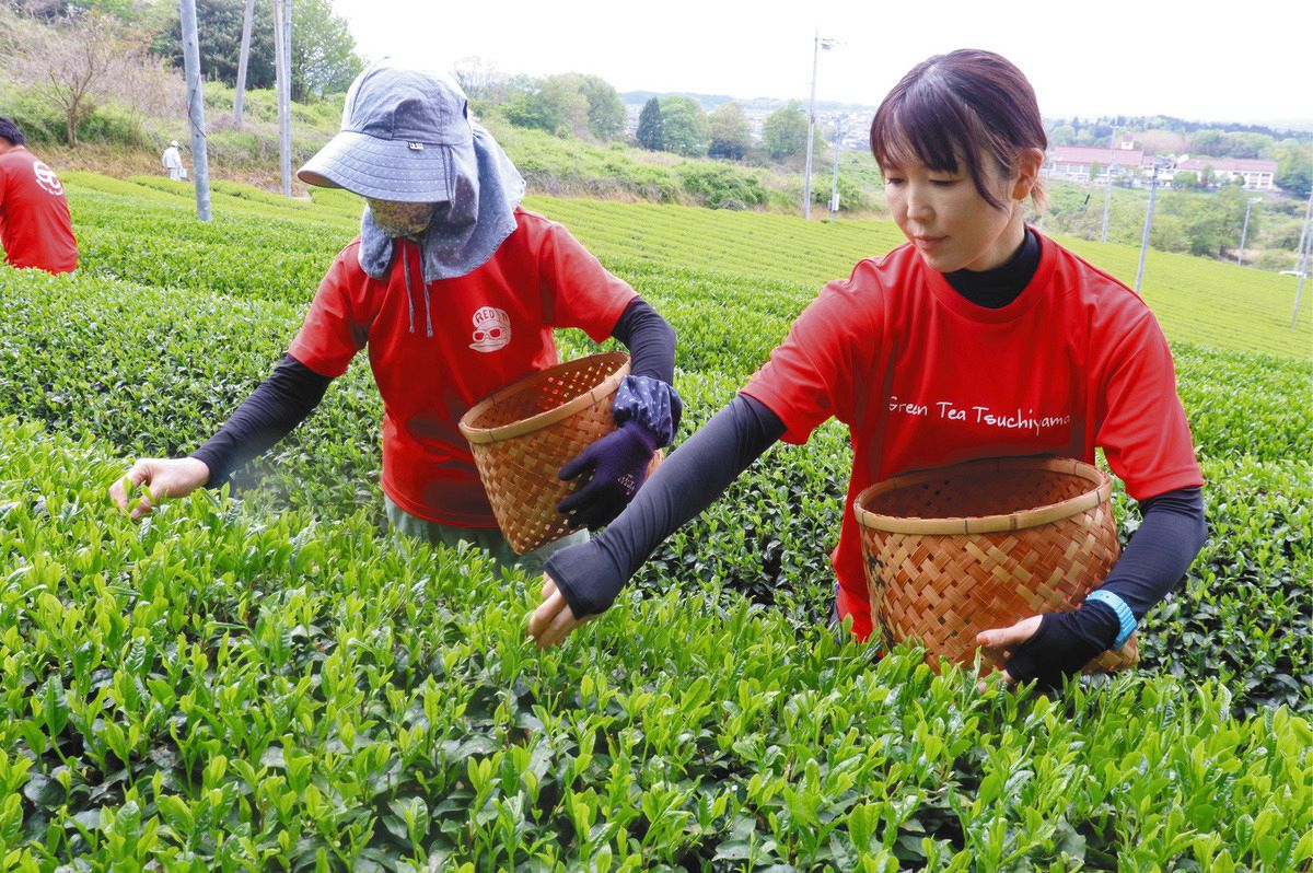 新芽を丁寧に手摘みする組合員＝甲賀市水口町虫生野で