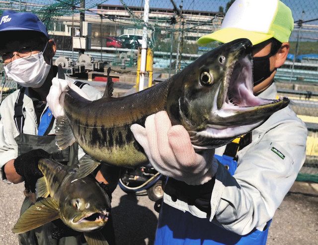 手取川 サケの季節 北陸中日新聞web