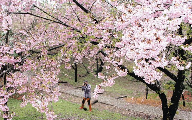 能美市・根上山】早咲き大漁桜 雨に映える（2023年）：北陸中日新聞Web
