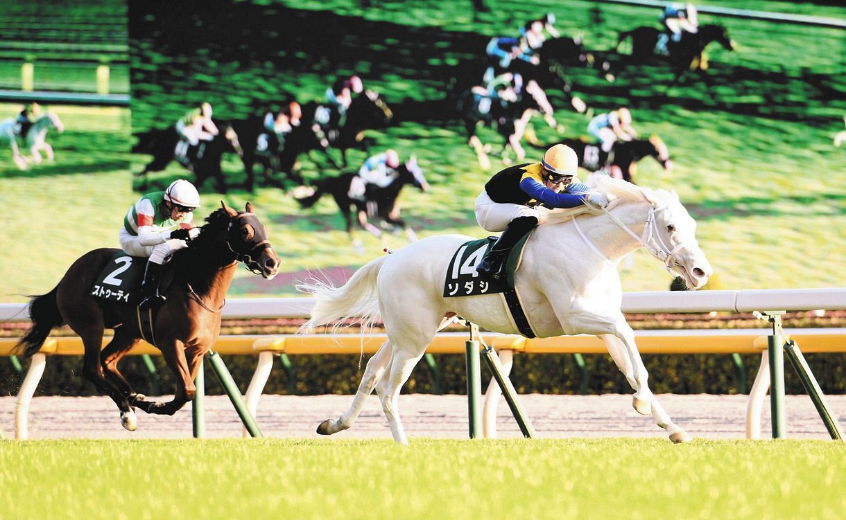 【写真】鮮やかな白毛のソダシ