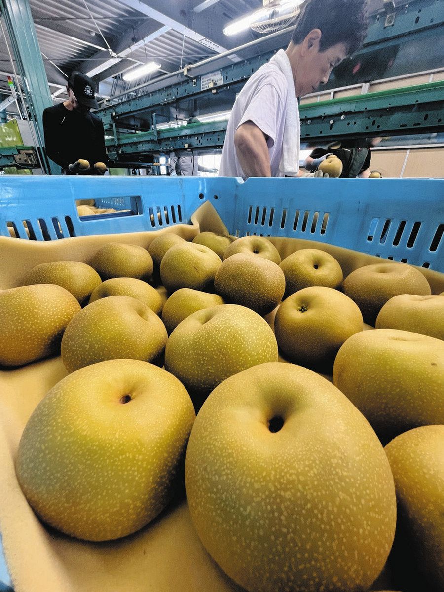 ナシ箱詰め「愛甘水」初出荷 加賀市奥谷地区：北陸中日新聞Web