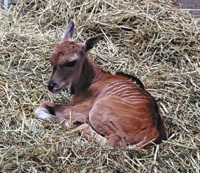 エランドの赤ちゃん誕生 名前は人気投票で 豊橋 のんほいパーク 中日新聞web