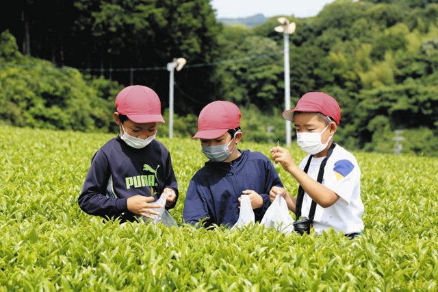 菊川の六郷小児童８２人が茶摘み体験 社会科授業一環 中日新聞しずおかweb