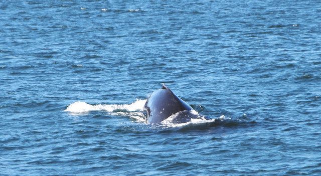 クジラが鳥羽沖で餌探し 珍しい 海保が撮影 中日新聞web