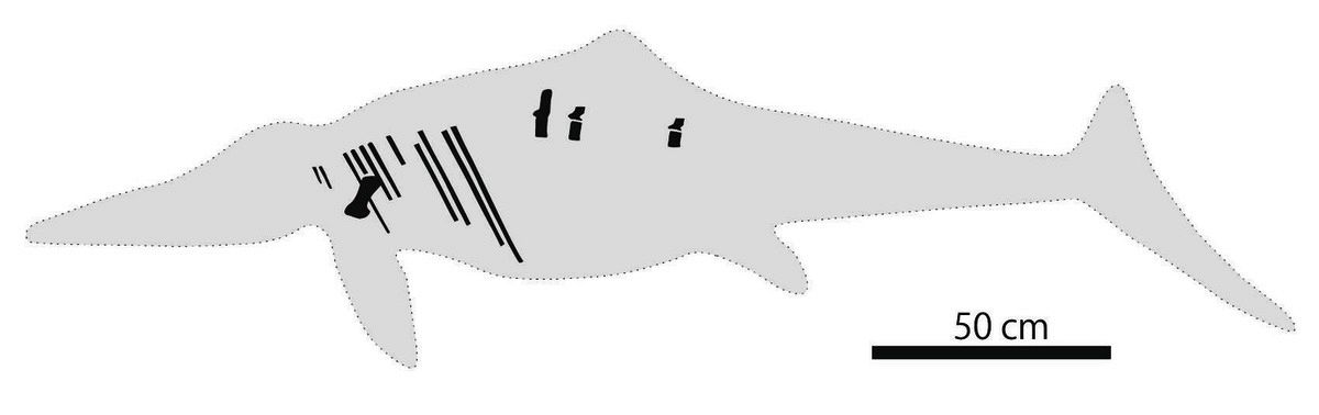 美術館で展示の岩石に「魚竜」がいた！ 福井県立恐竜博物館と共同研究