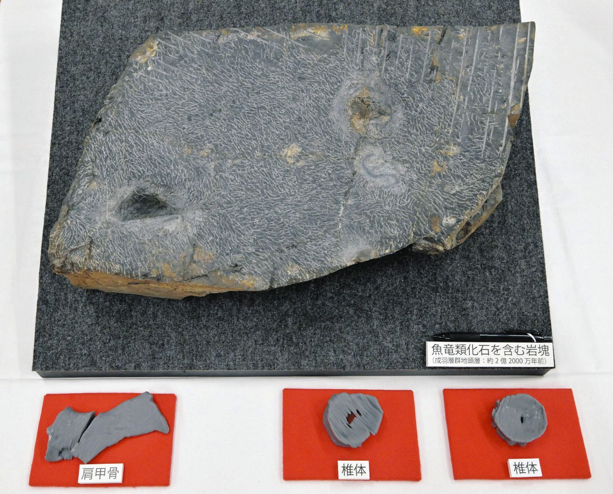 美術館で展示の岩石に「魚竜」がいた！ 福井県立恐竜博物館と共同研究