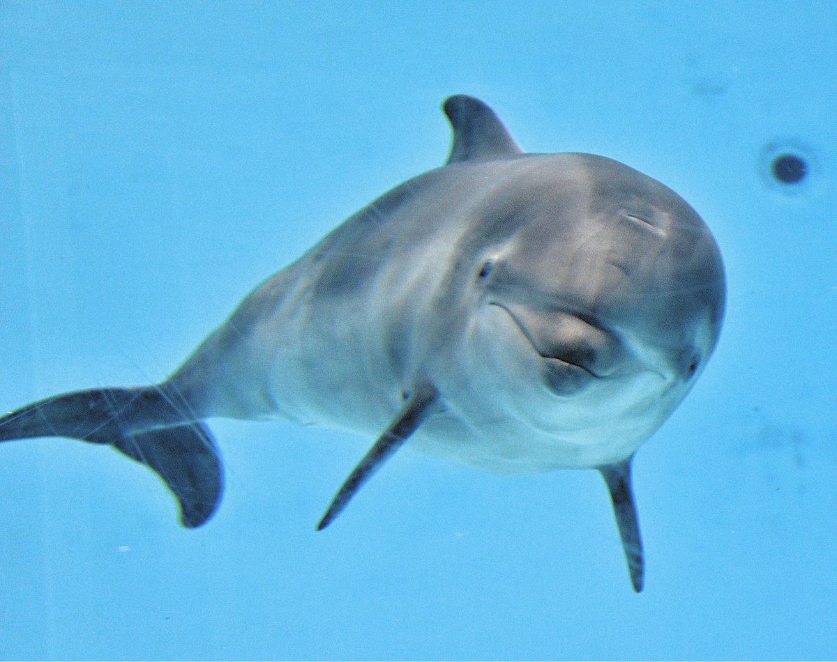 イルカの赤ちゃんに、すてきな愛称を 名古屋港水族館が募集中、4