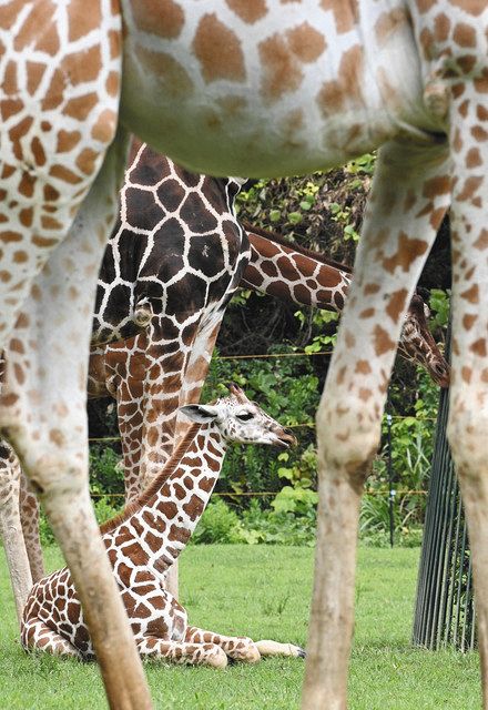 Zooっとみかわ のんほいパーク アミメキリン 中日新聞web Zooっとみかわ のんほいパーク アミメキリン 中日新聞web