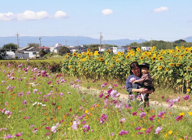 ヒマワリとコスモス 夏と秋の花競演 松阪 中日新聞web