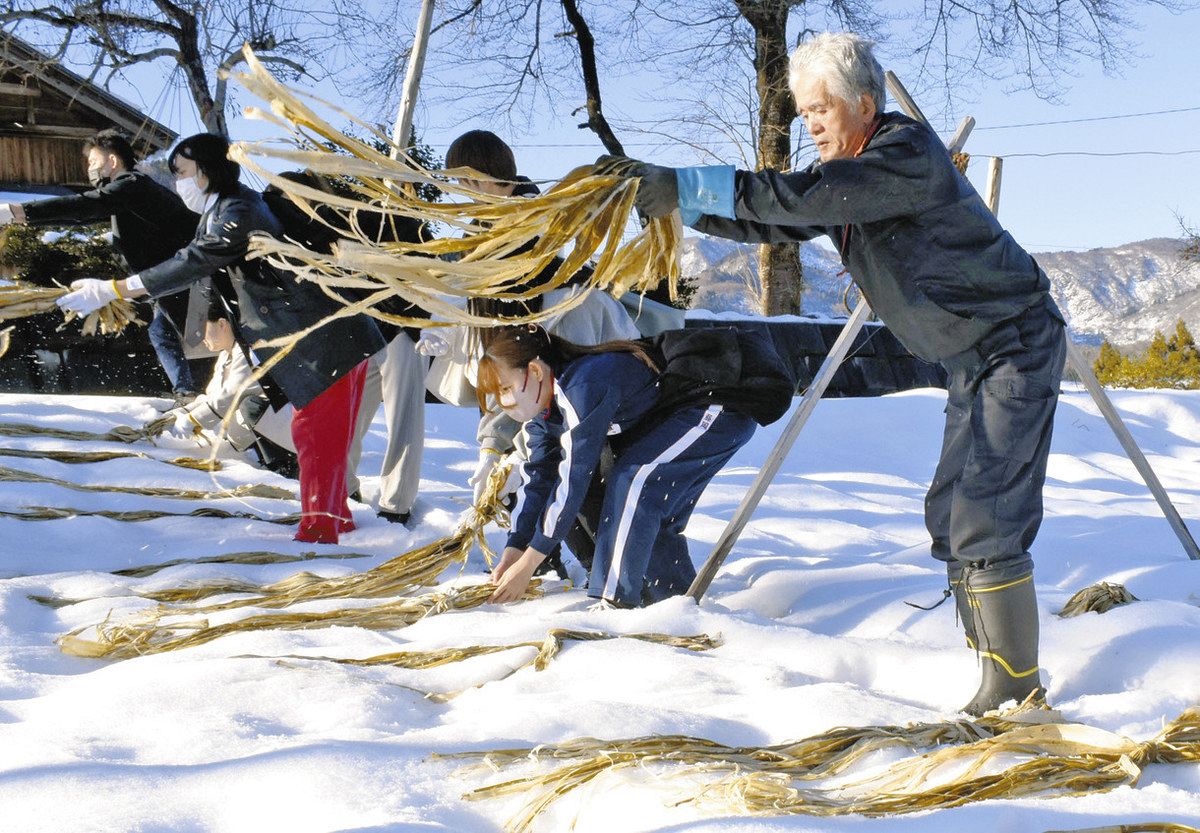 雪さらし 天然の白 五箇山悠久紙 原材料の楮：北陸中日新聞Web