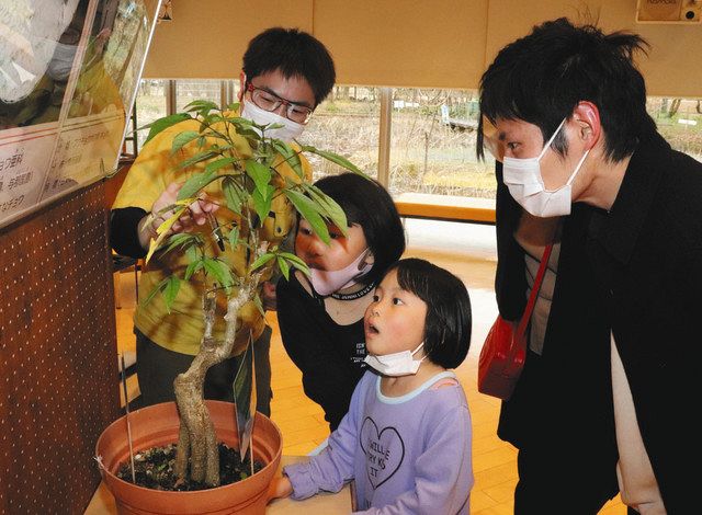 チョウの幼虫や飼育方法を展示 昆虫館 北陸中日新聞web