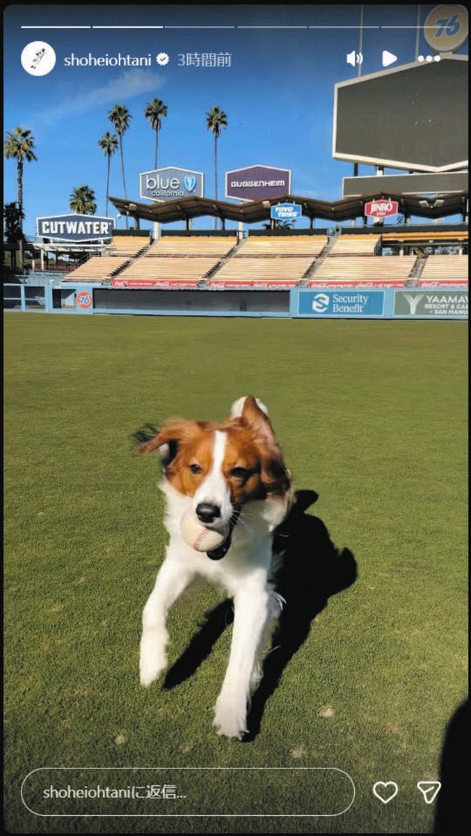 ◇大谷翔平、投げたボールを取りに走る愛犬デコピン【写真複数】：中日