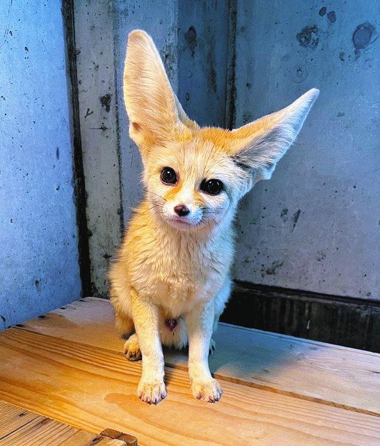 愛らしい姿 たまらない フェネック2頭 あすから公開 いしかわ動物園：北陸中日新聞Web