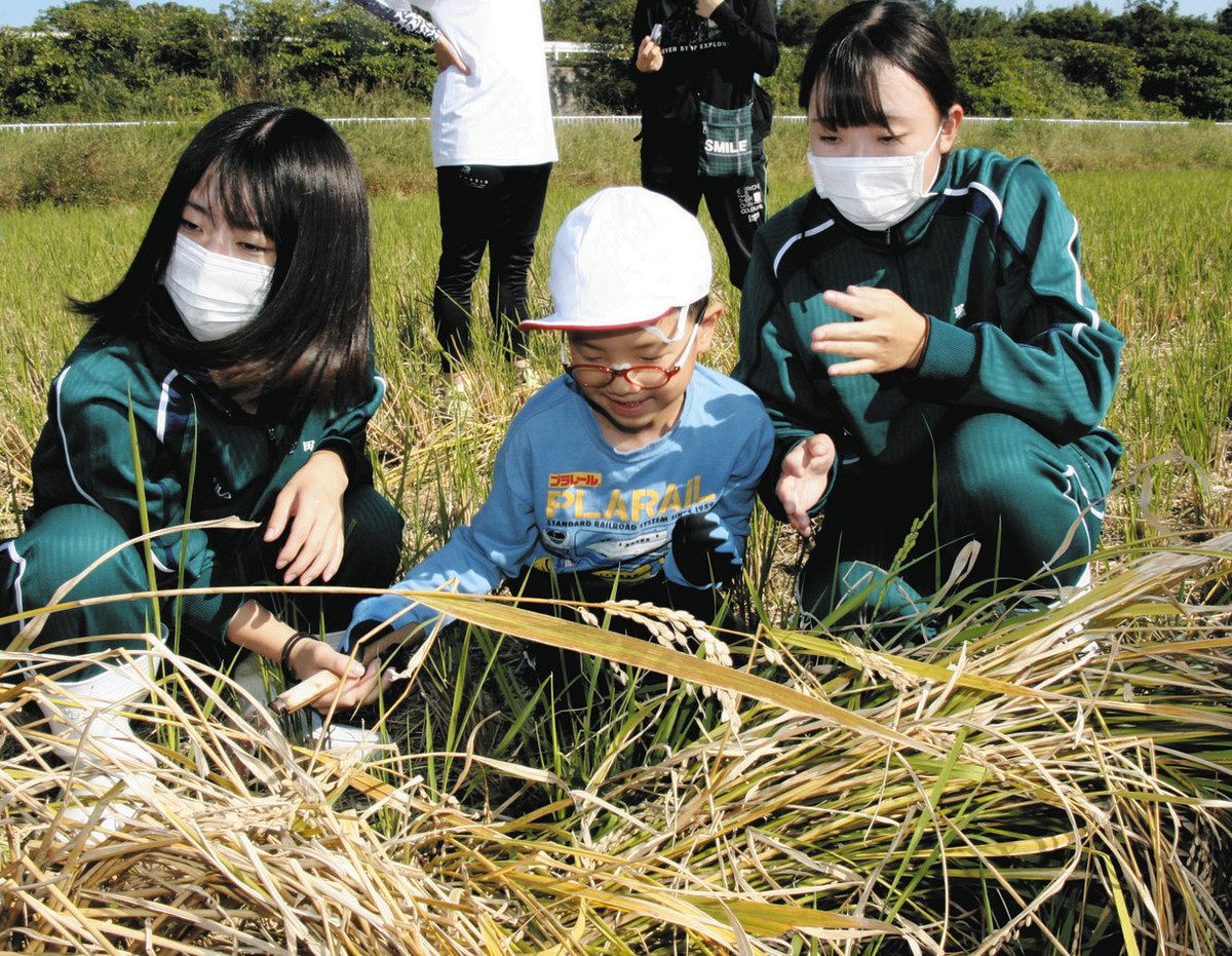 高校生の協力で、稲刈りを体験する児童（中）＝津市久居元町で
