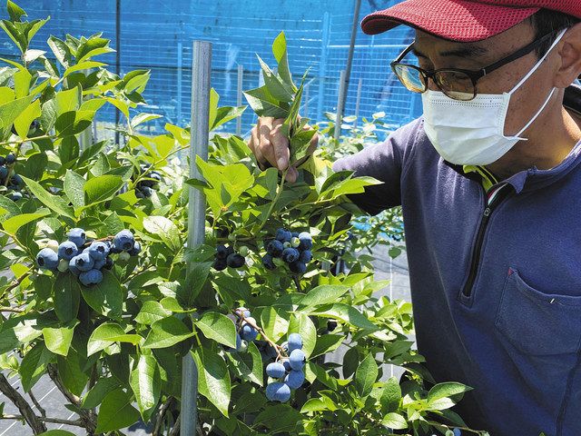 大きく実ったブルーベリーを紹介する土川さん＝米原市杉沢で 