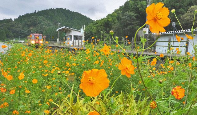 キバナコスモス「撮り鉄」スポットに　福井の越美北線計石駅線路脇