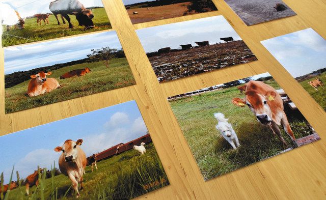 牛への愛情 ぎゅーっと 写真集に 能登の牧場経営 寺西さん 北陸中日新聞web