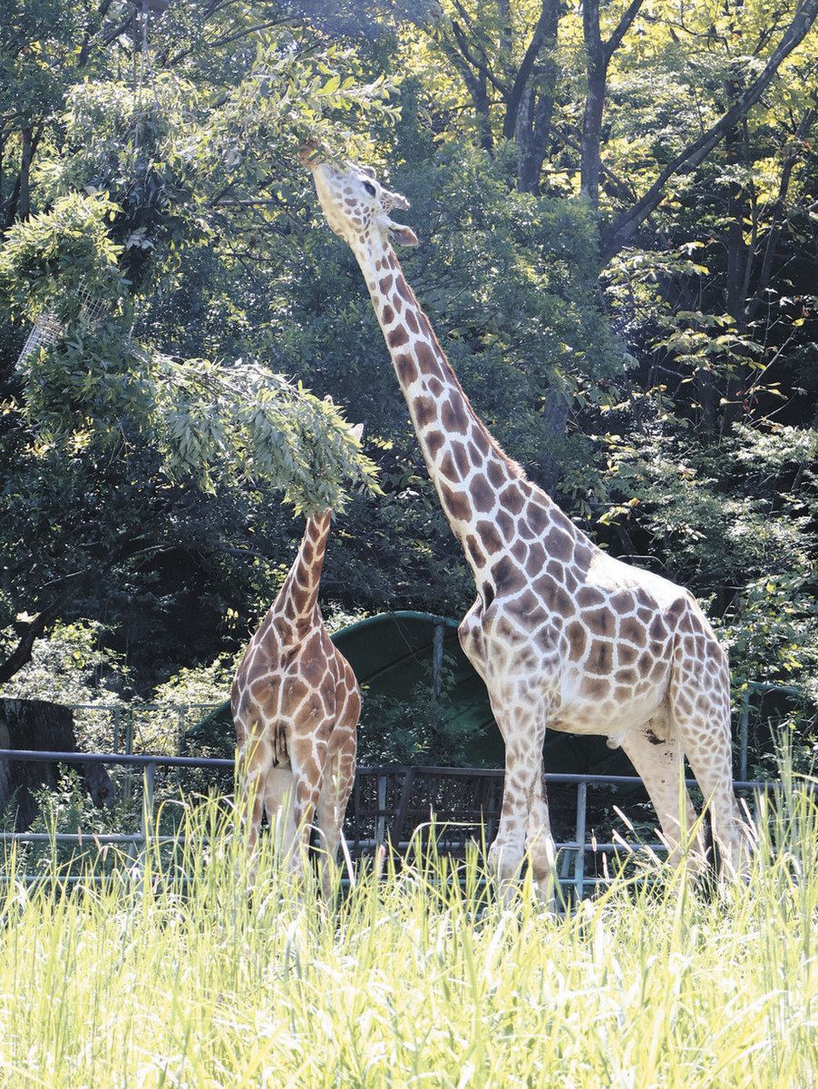 東山 動 植物園 キリン