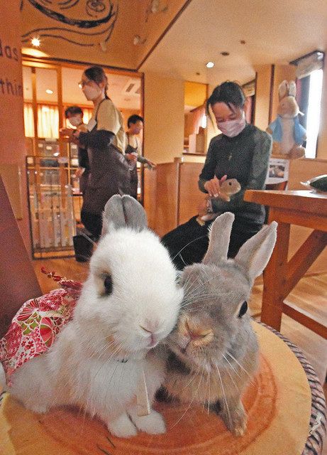 今年の主役と触れ合う 福井・ウサギカフェ：日刊県民福井Web